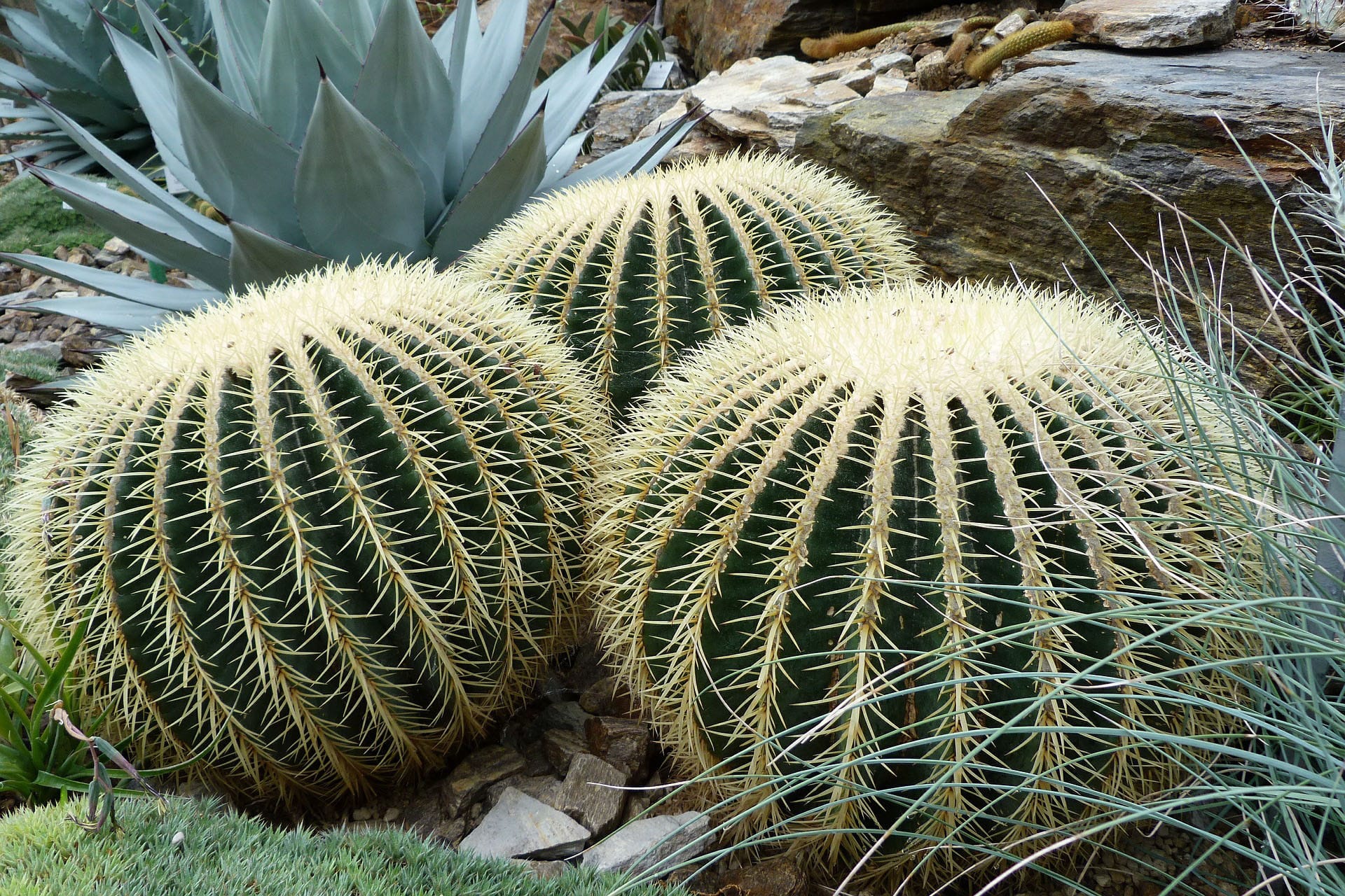 relacje z teściową kaktus fotel teściowej